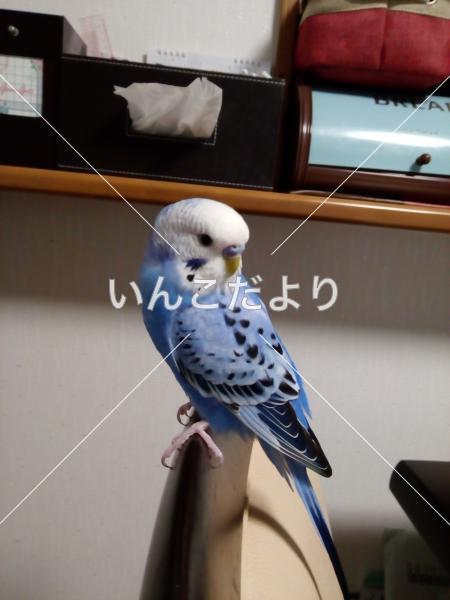 迷い鳥の写真