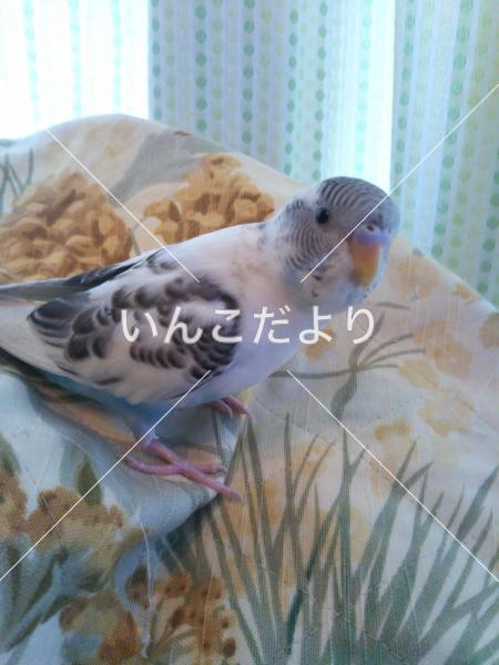 迷い鳥の写真