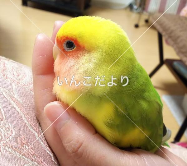 迷い鳥の写真