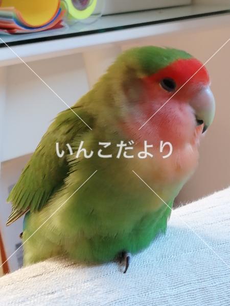 迷い鳥の写真