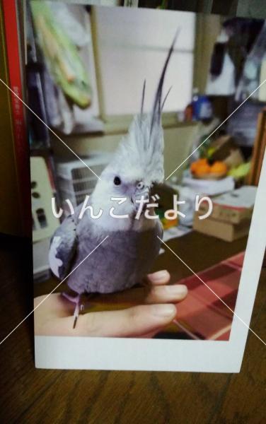 迷い鳥の写真