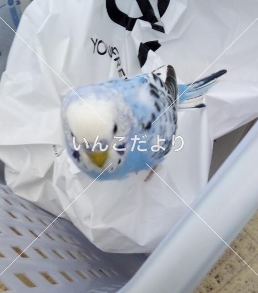 保護鳥の写真