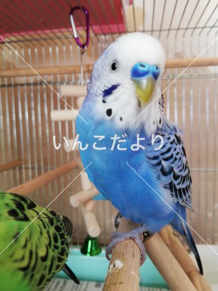 迷い鳥の写真
