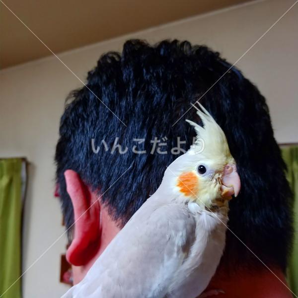 迷い鳥の写真