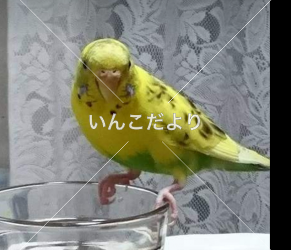 迷い鳥の写真