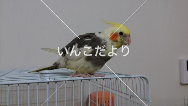 迷い鳥の写真