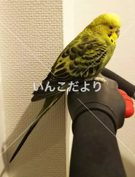 保護鳥の写真
