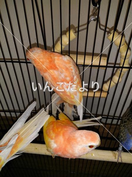 迷い鳥の写真