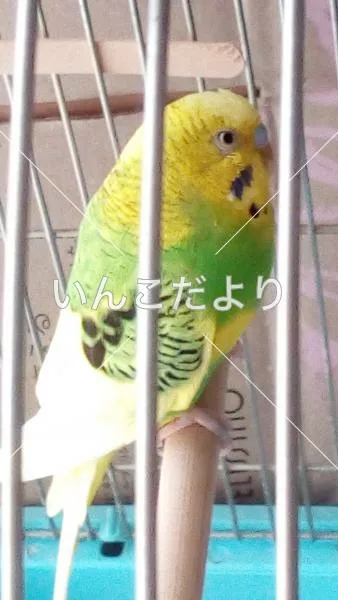 保護鳥の写真