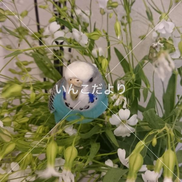 迷い鳥の写真
