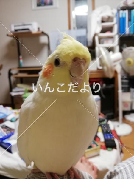 迷い鳥の写真