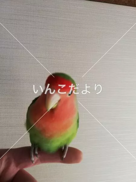 迷い鳥の写真