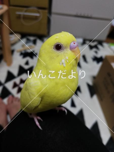 迷い鳥の写真