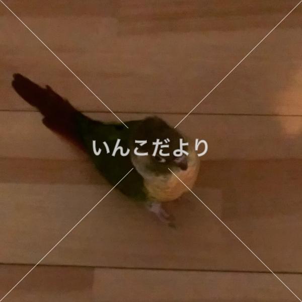 迷い鳥の写真