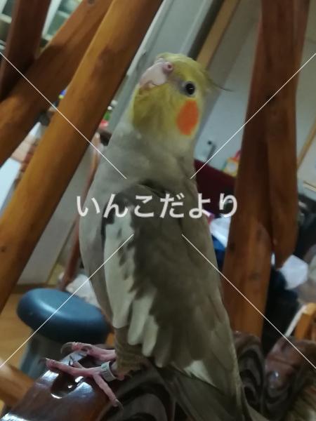 迷い鳥の写真