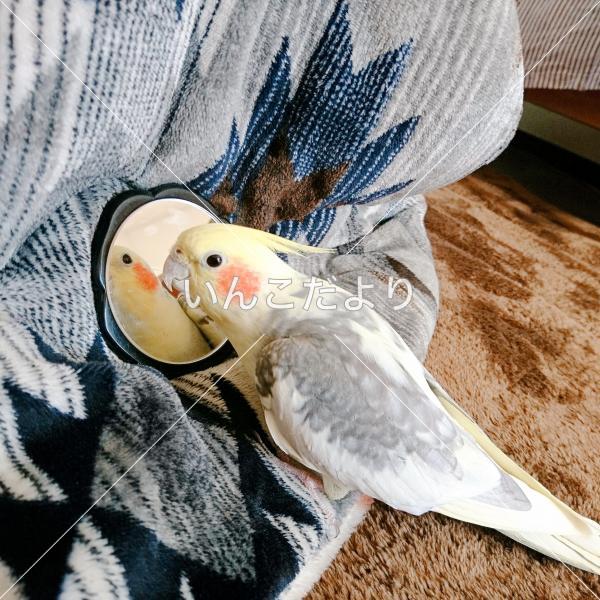 迷い鳥の写真