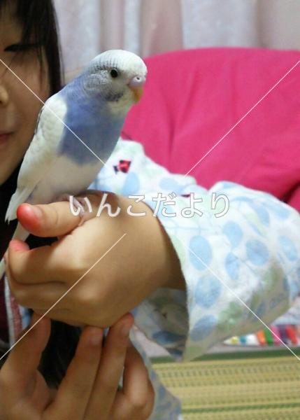迷い鳥の写真