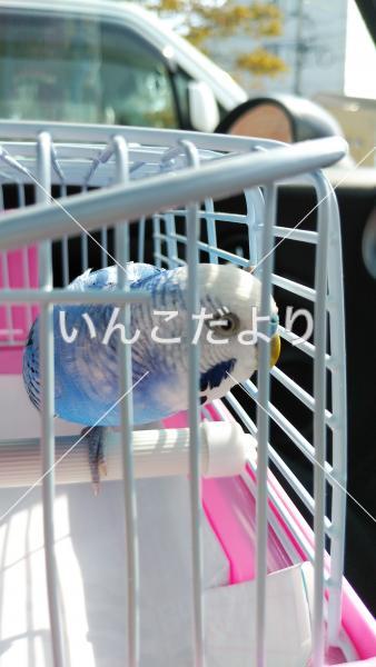 保護鳥の写真