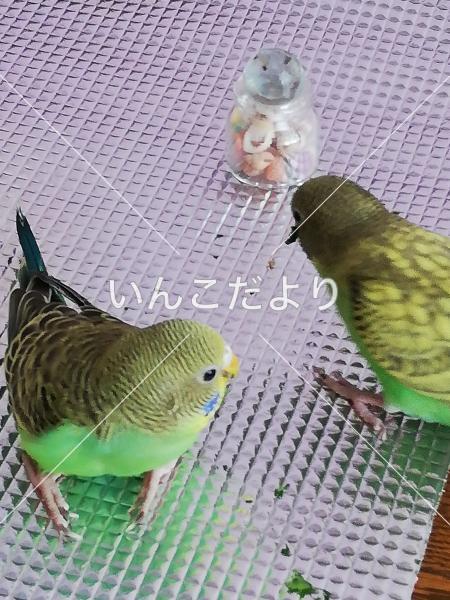 迷い鳥の写真