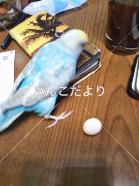 迷い鳥の写真