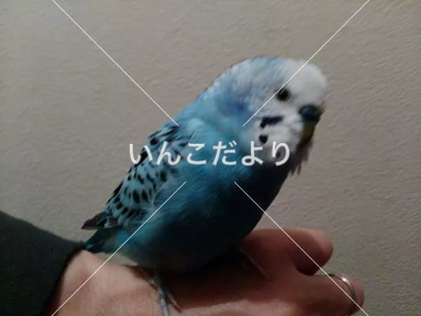 保護鳥の写真