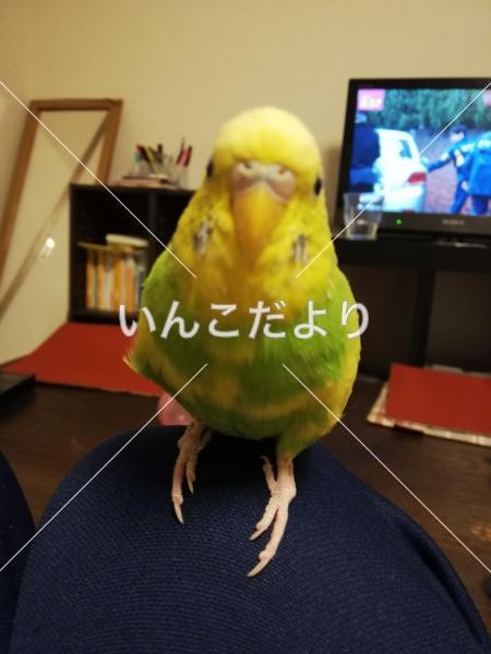 迷い鳥の写真