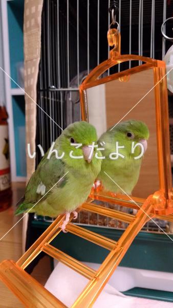 迷い鳥の写真