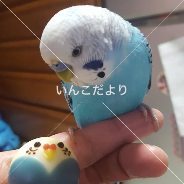 迷い鳥の写真