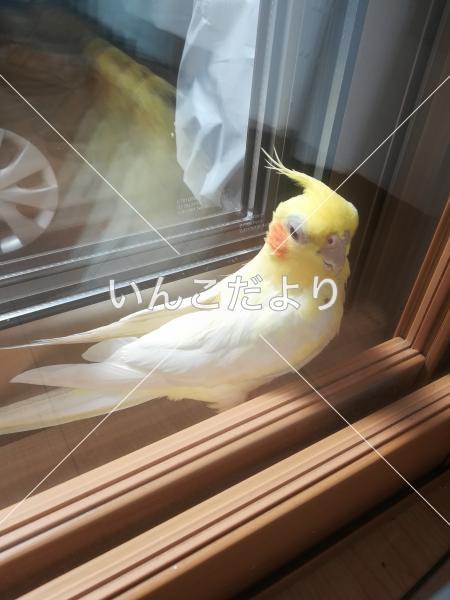 迷い鳥の写真
