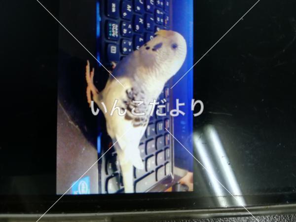 迷い鳥の写真