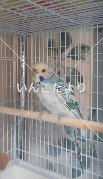 保護鳥の写真