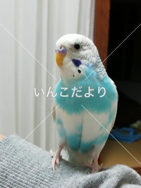迷い鳥の写真