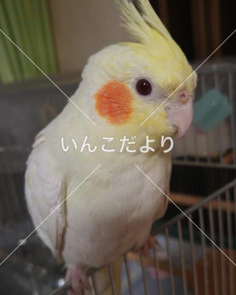 迷い鳥の写真