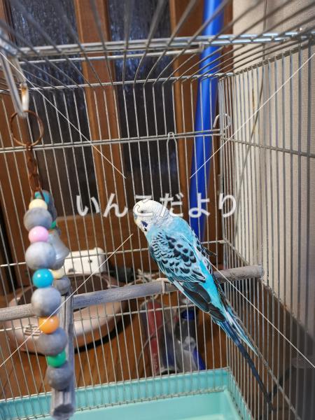 保護鳥の写真