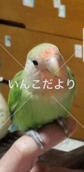 迷い鳥の写真