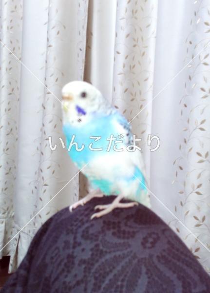 迷い鳥の写真