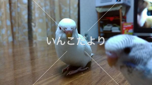 迷い鳥の写真