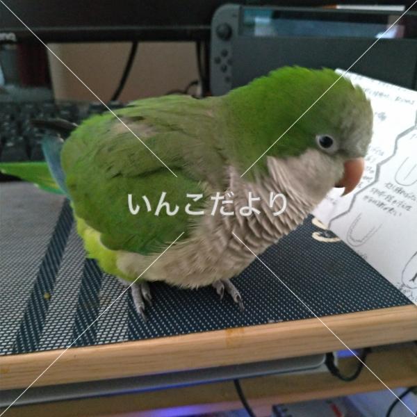 迷い鳥の写真