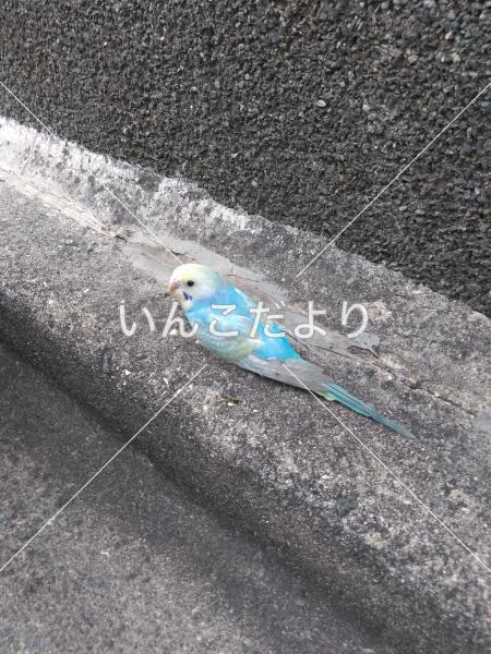 保護鳥の写真