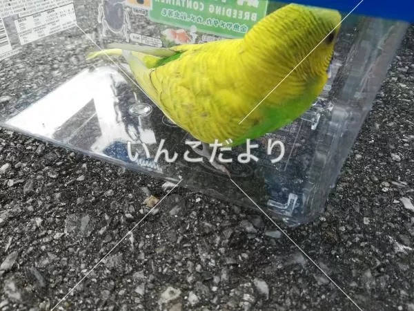 保護鳥の写真