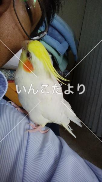 迷い鳥の写真