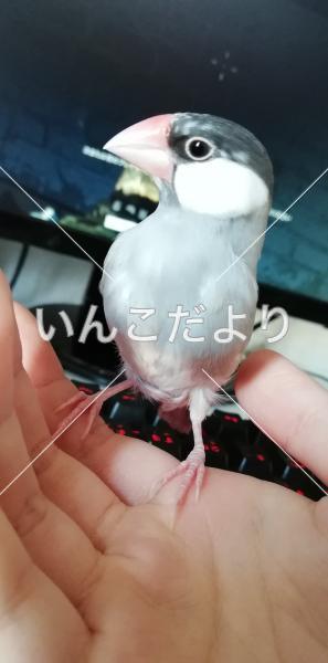 迷い鳥の写真