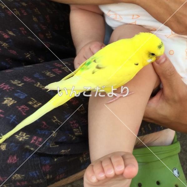 迷い鳥の写真