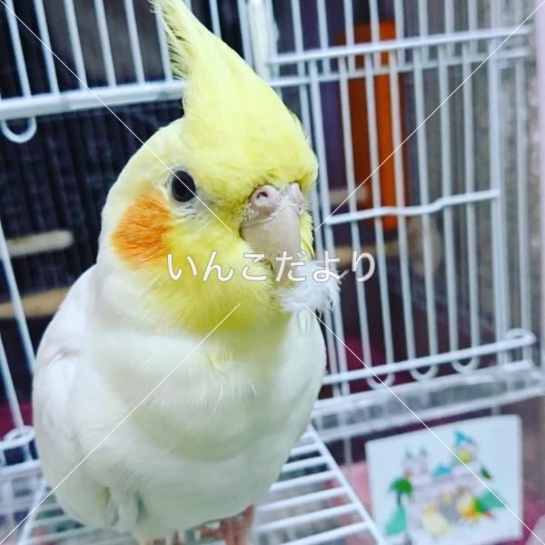 迷い鳥の写真