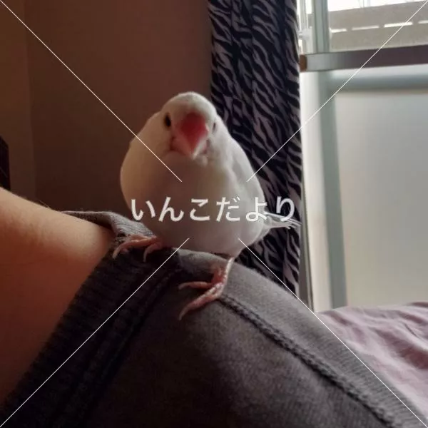 保護鳥の写真