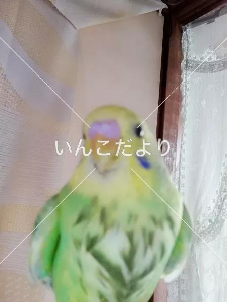 迷い鳥の写真