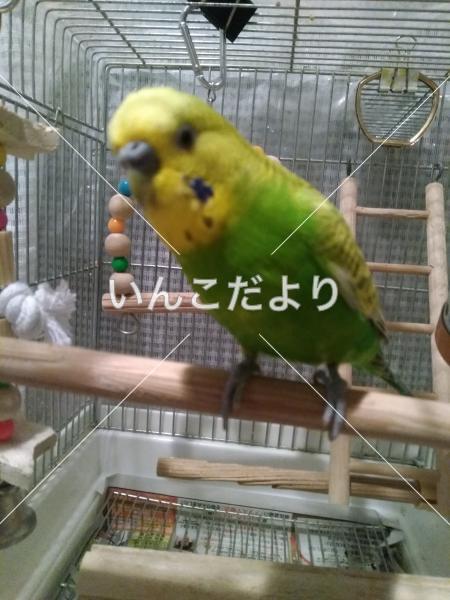 迷い鳥の写真