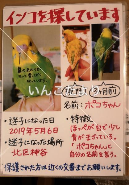 迷い鳥の写真