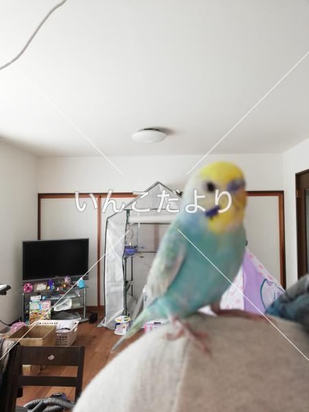 迷い鳥の写真