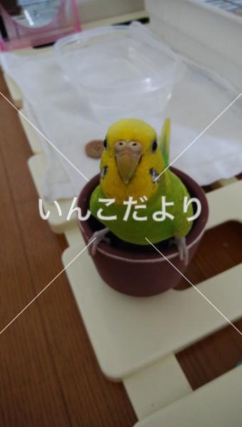 迷い鳥の写真